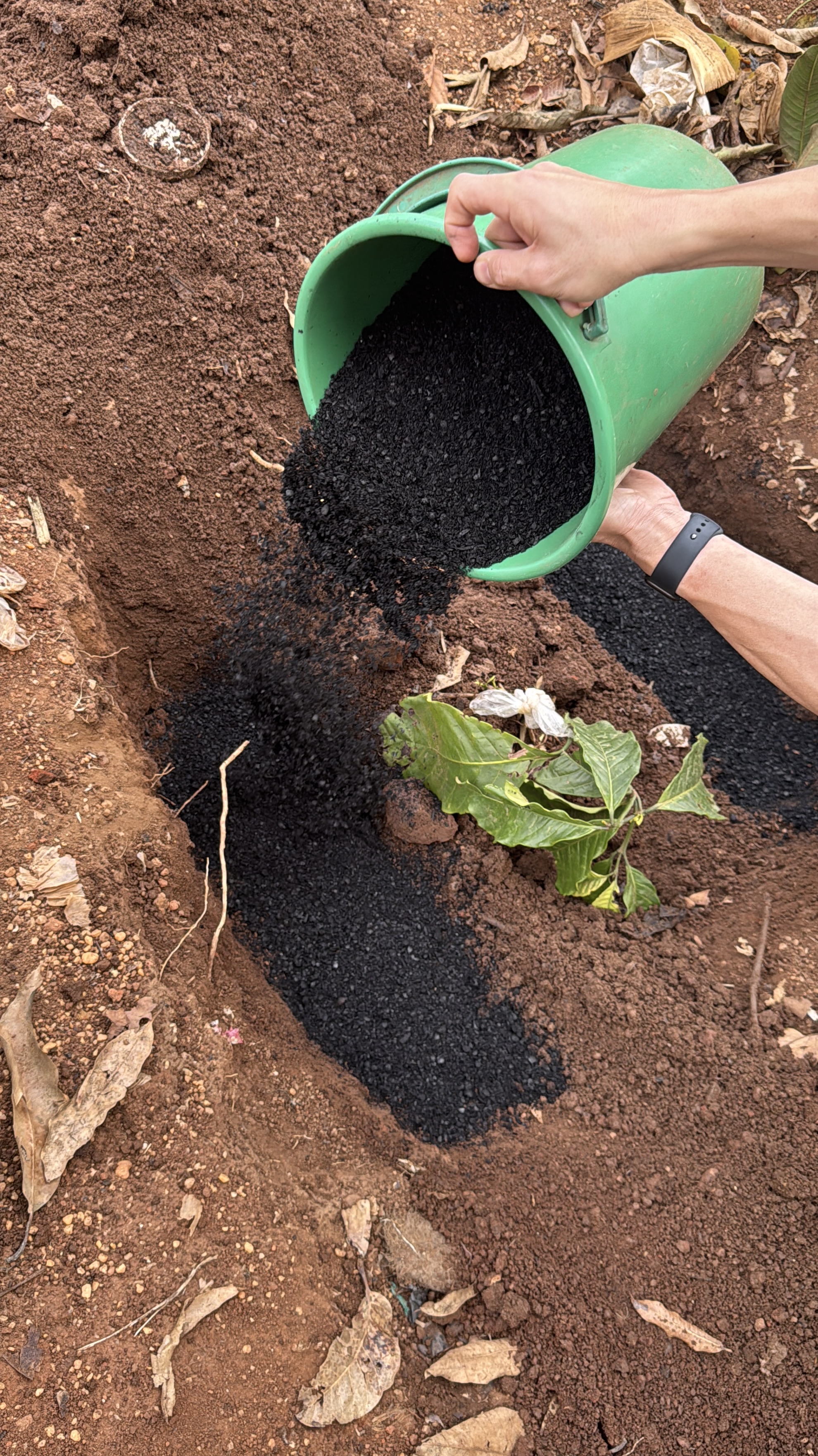 Biochar application to coffee farm soil