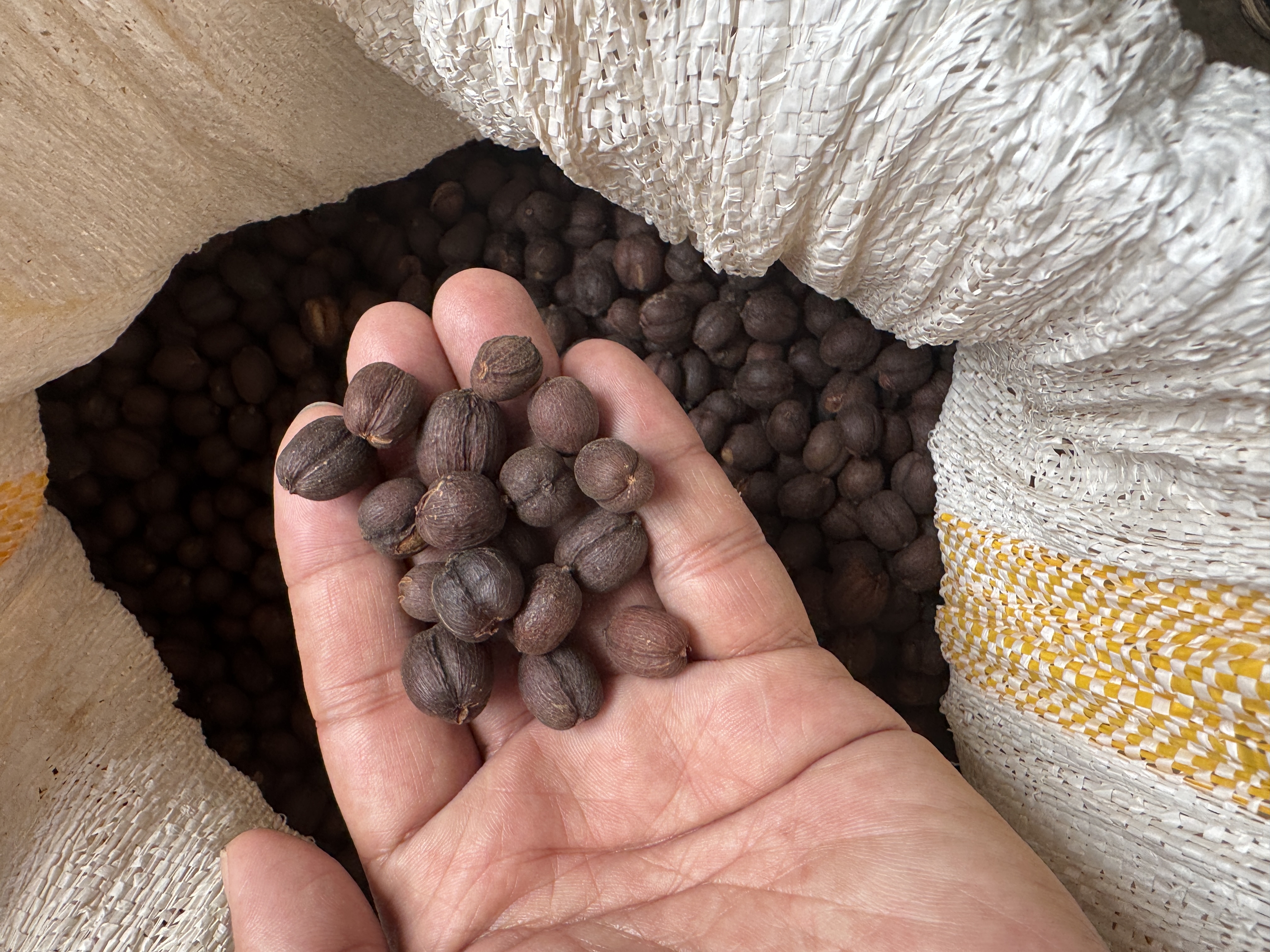 Coffee beans from Mbale District