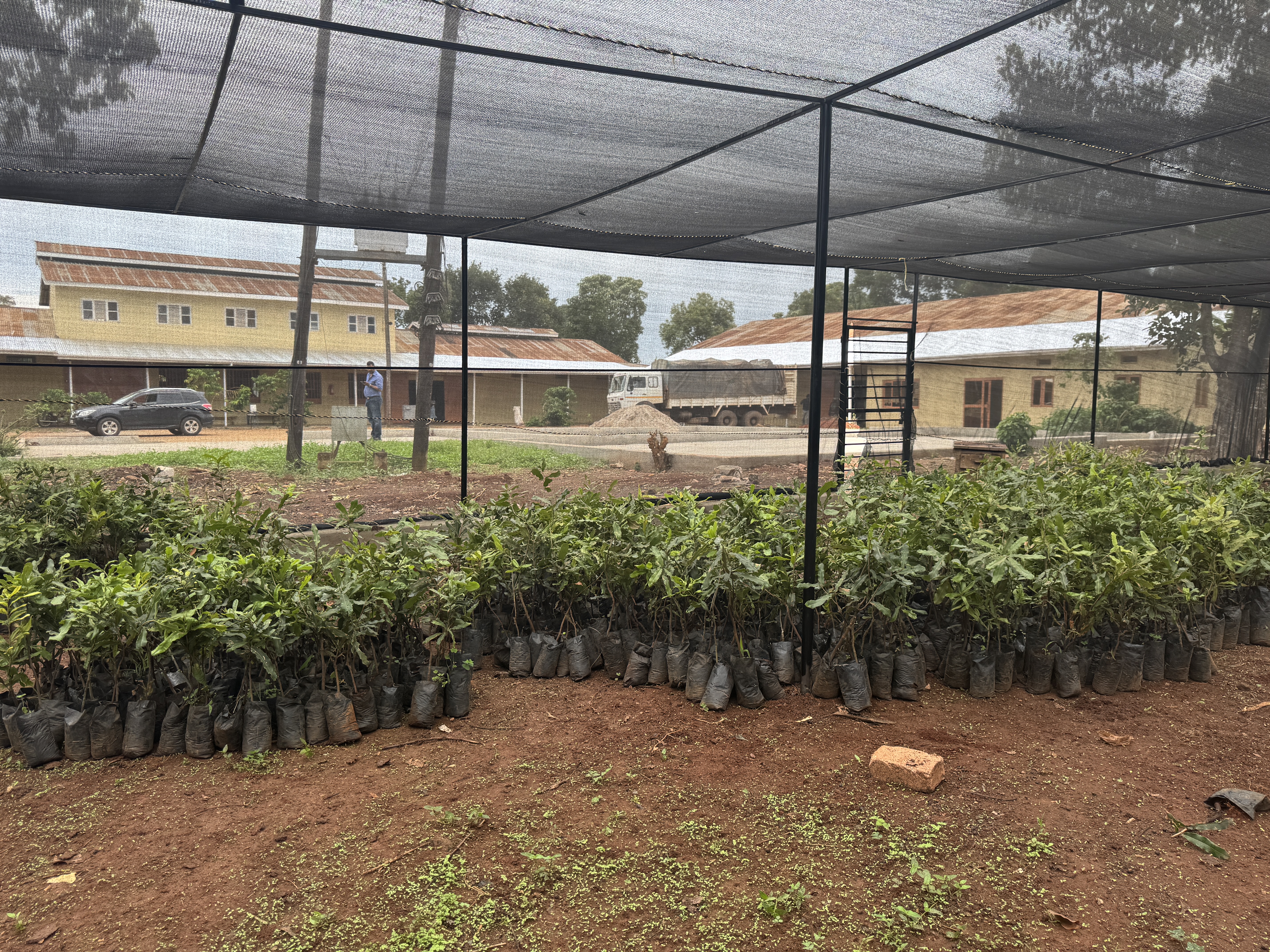 Coffee seedling nursery, Mbale District