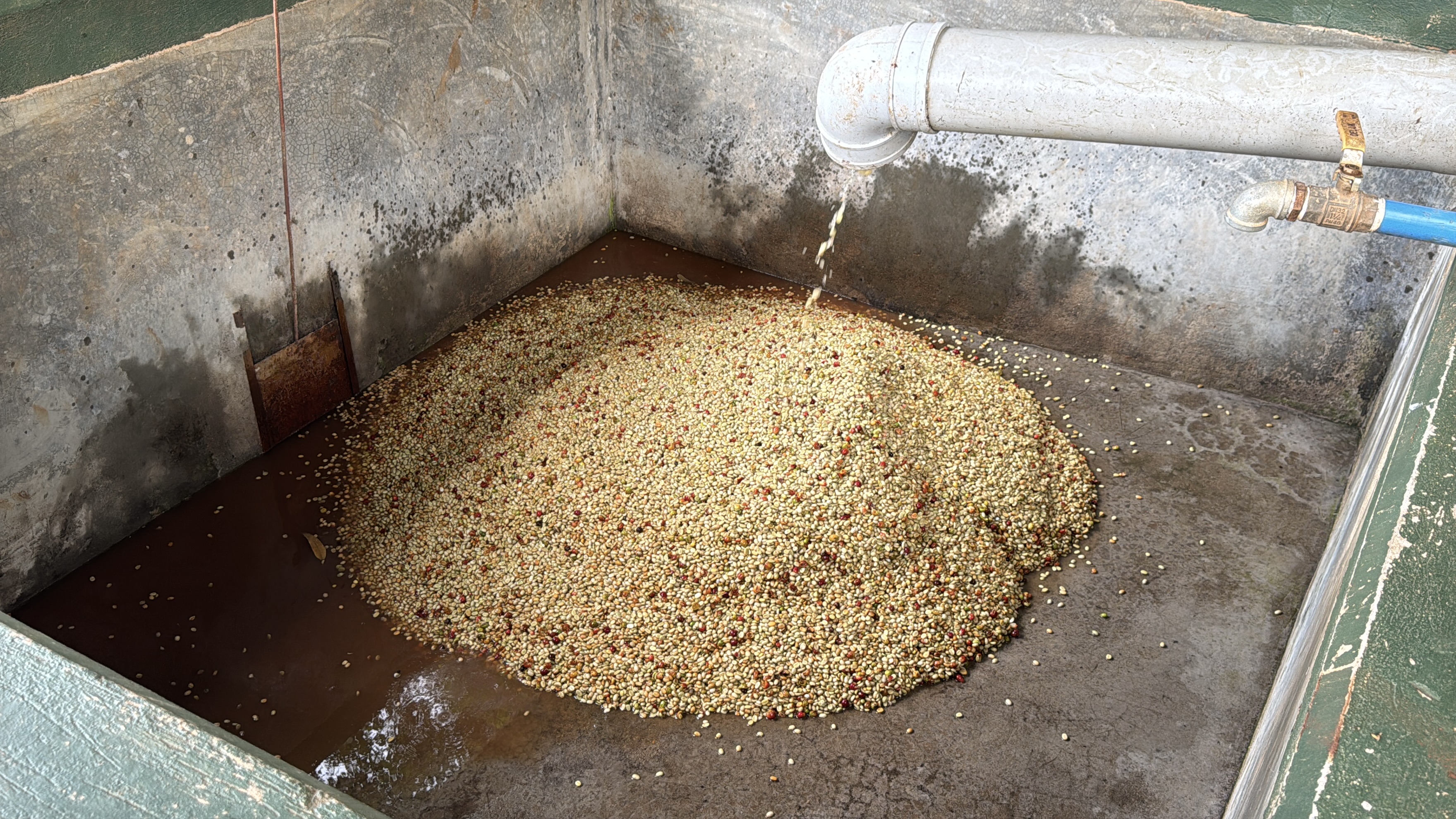 Coffee washing station, Mbale District
